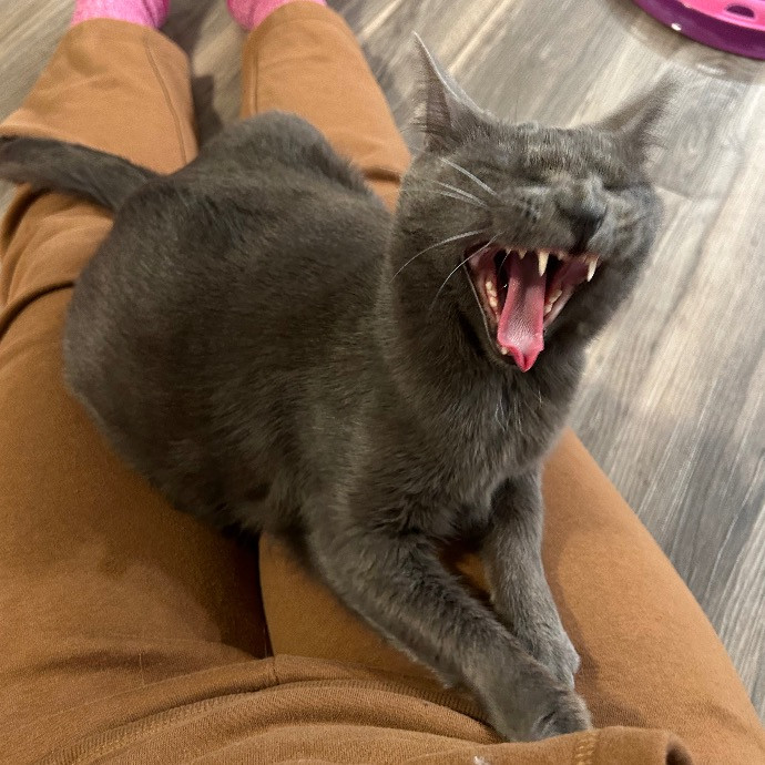 Cat Lover At Your Service