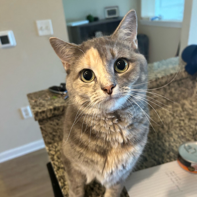 Cat Lover At Your Service