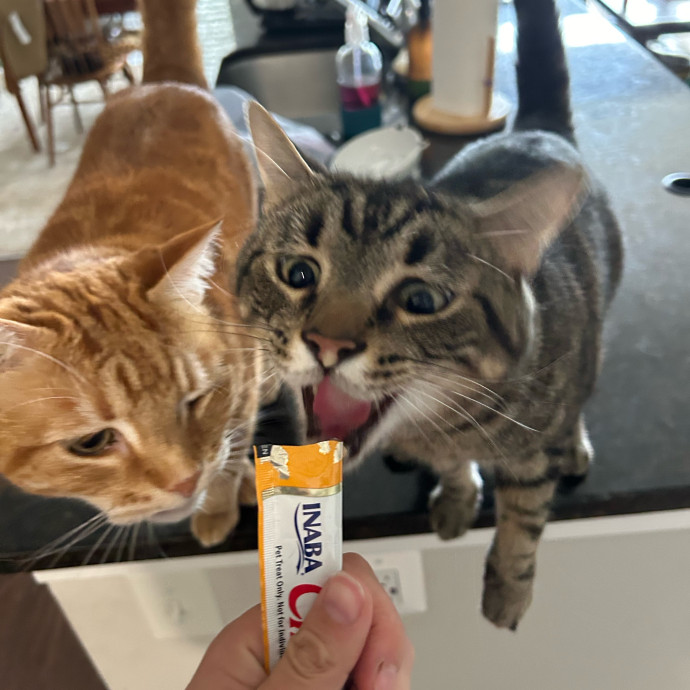 Cat Lover At Your Service