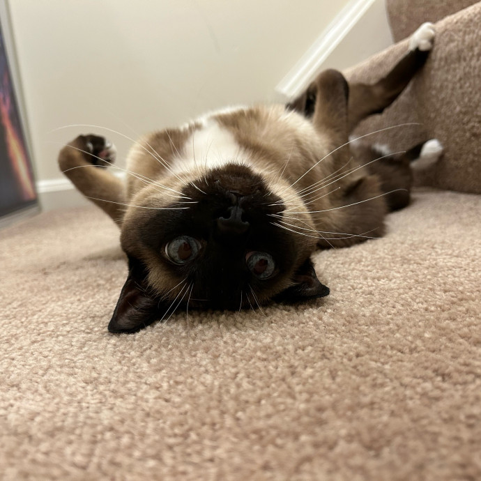 Cat Lover At Your Service photo 3