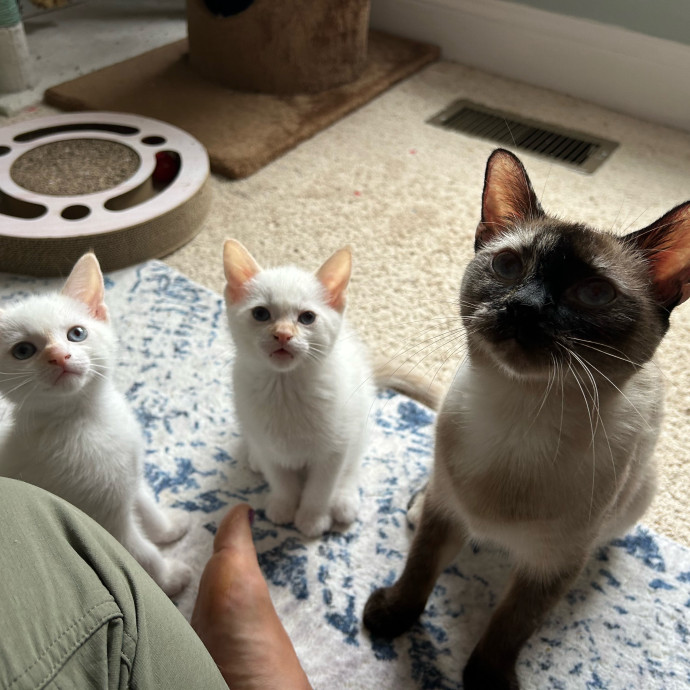 Cat Lover At Your Service photo 2
