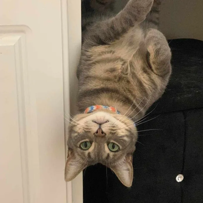 Pawsome Cat Nanny Atx