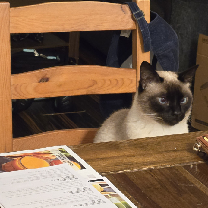 Pawsome Cat Nanny Atx