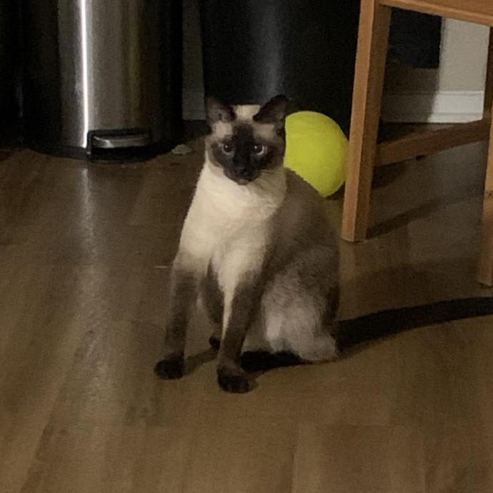 Pawsome Cat Nanny Atx