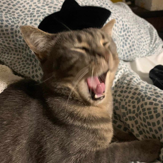 Pawsome Cat Nanny Atx