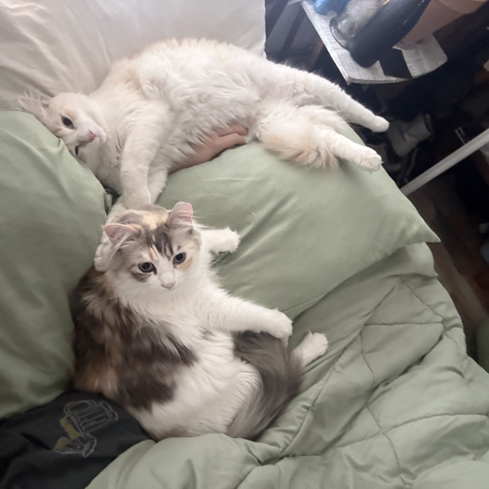 Zoo's Zoo For Kitties And Furry Friends photo 3