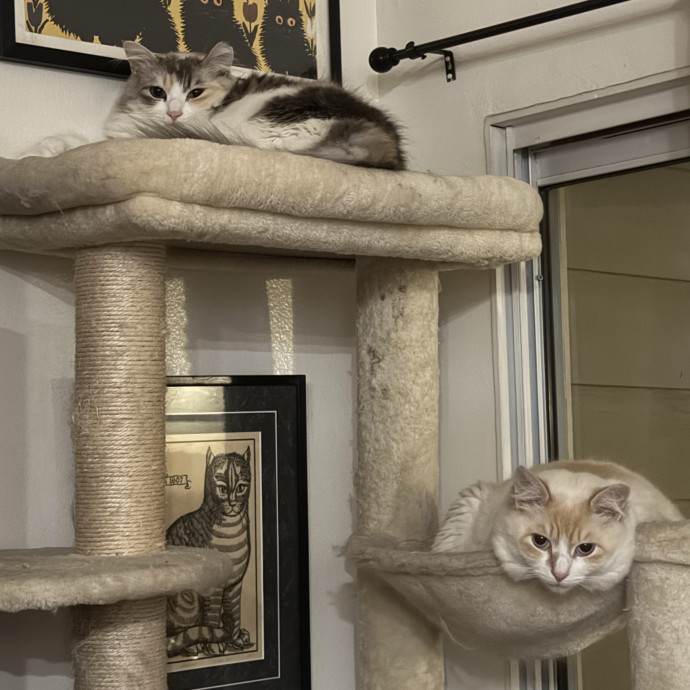 Zoo's Zoo For Kitties And Furry Friends photo 2