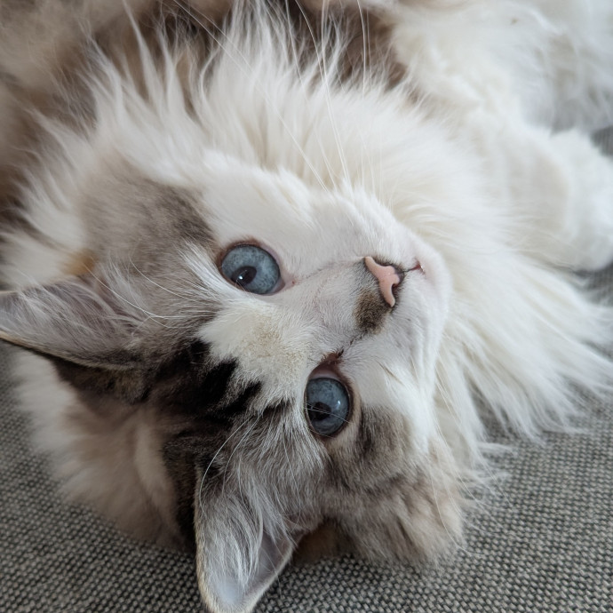Andrea - The Cats Meow