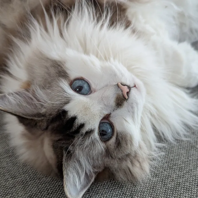 Andrea - The Cats Meow