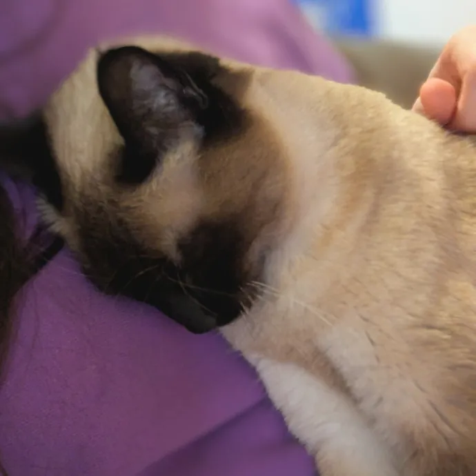 Andrea - The Cats Meow