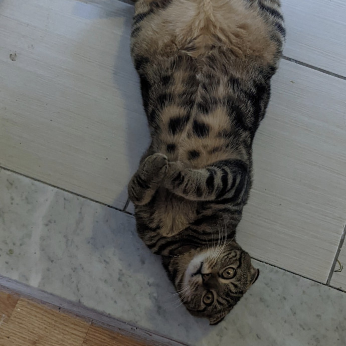 Andrea - The Cats Meow
