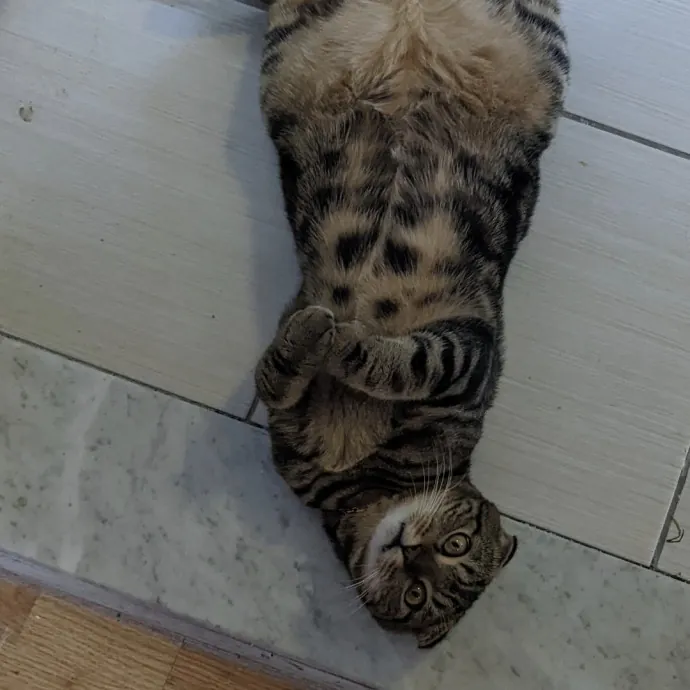 Andrea - The Cats Meow