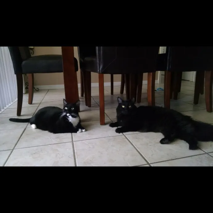 Andrea - The Cats Meow