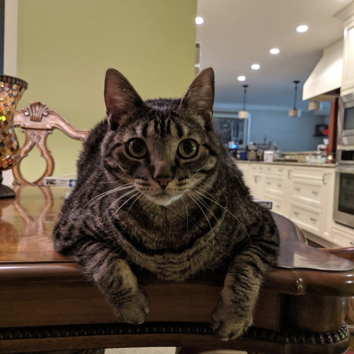 Andrea - The Cats Meow