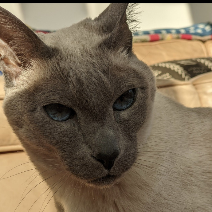 Andrea - The Cats Meow