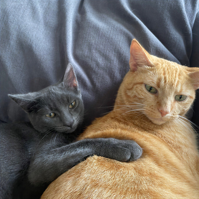 Ashlyn's Brooklyn Cat Care photo 3