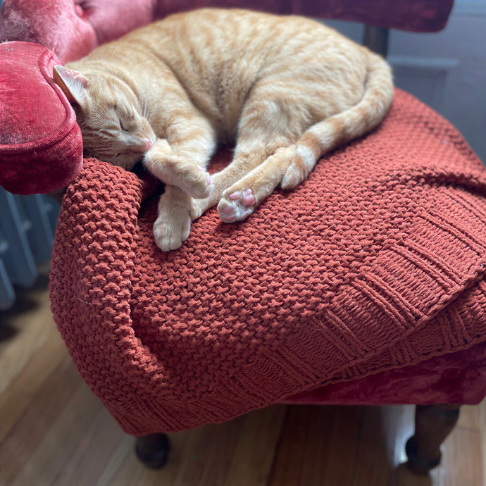 Ashlyn's Brooklyn Cat Care photo 2