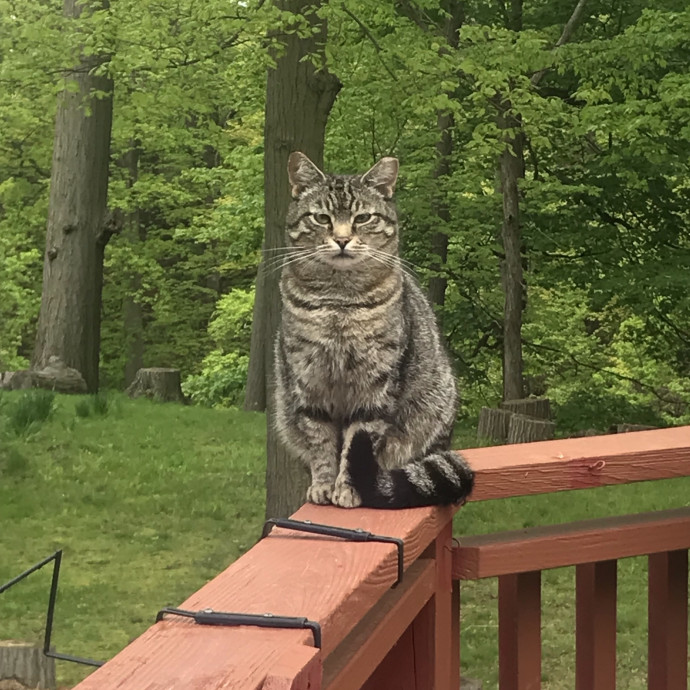 Specialized Care Of Fearful Or Feral Felines State Certified