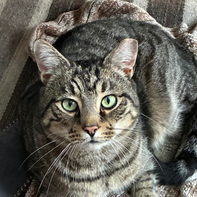 Specialized Care Of Fearful Or Feral Felines State Certified