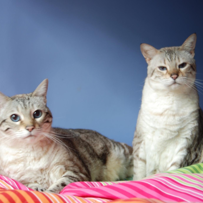 Specialized Care Of Fearful Or Feral Felines State Certified