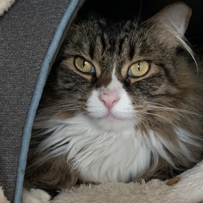 Specialized Care Of Fearful Or Feral Felines State Certified