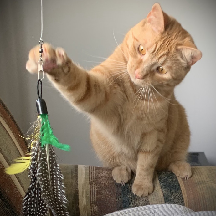 Specialized Care Of Fearful Or Feral Felines State Certified