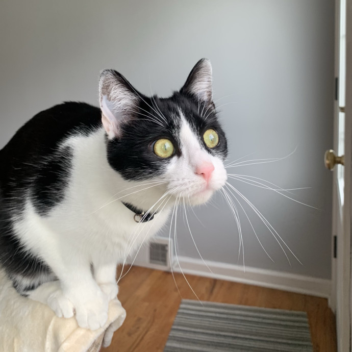 Specialized Care Of Fearful Or Feral Felines State Certified photo 3
