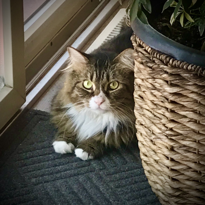 Specialized Care Of Fearful Or Feral Felines State Certified photo 2
