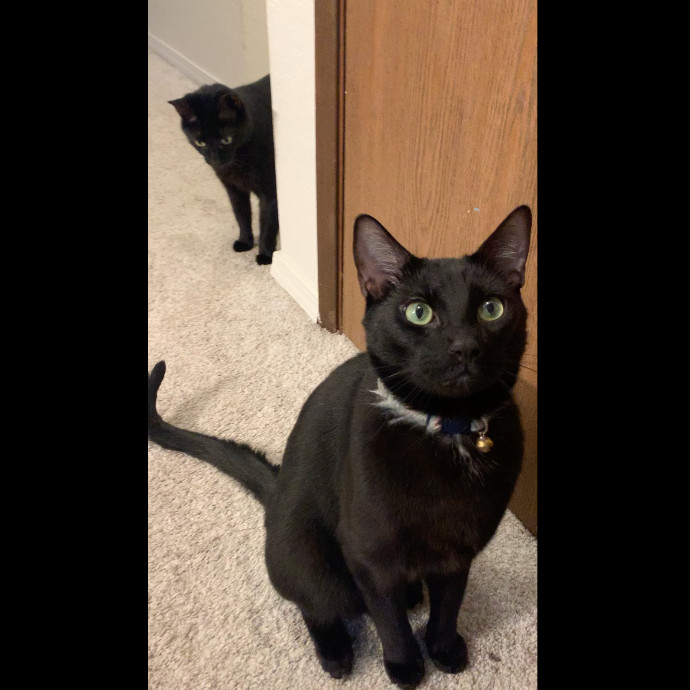 Trustworthy  Gentle Cat Sitter photo 2