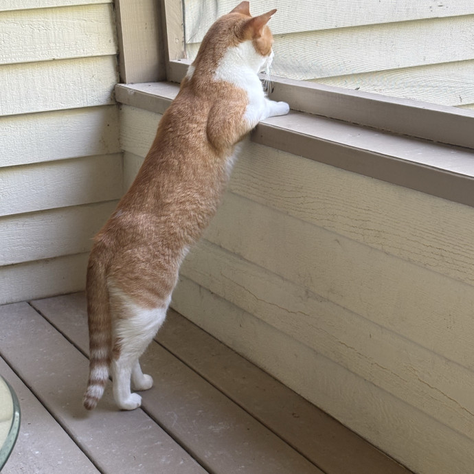 Professional Cat Wrangler