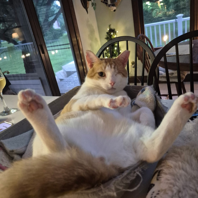 Professional Cat Wrangler