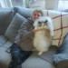 For The Love Of Cats My Spirit Animal