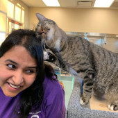 Professional Cat Spoiler