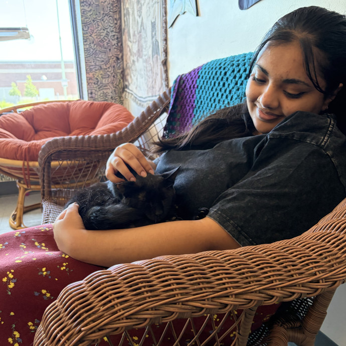 Gentle Attentive Cat Care You Can Trust