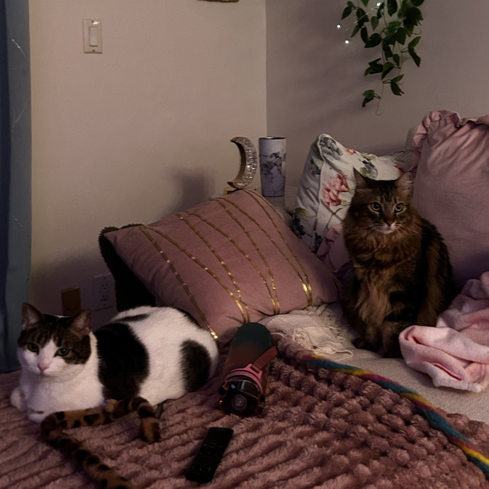 Loving Care By Experienced Cat Parent