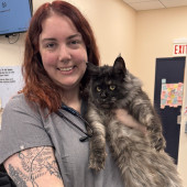 Purr-Fect Cat Care From A Friendly Vet