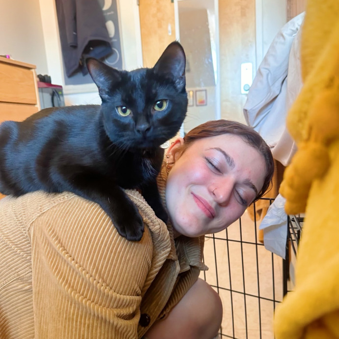 Cat Sitter Around Auburn Area