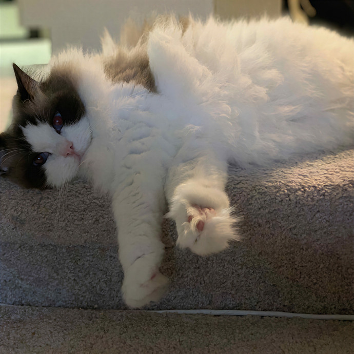 Yetza- Pawsome Los Angeles Sitter photo 2