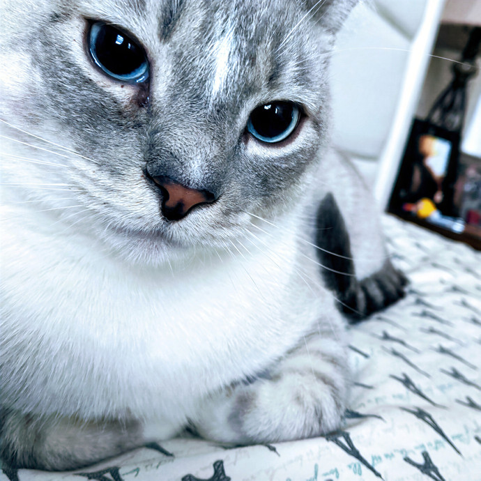 Hayley's Happy Cat Sitting Service photo 2