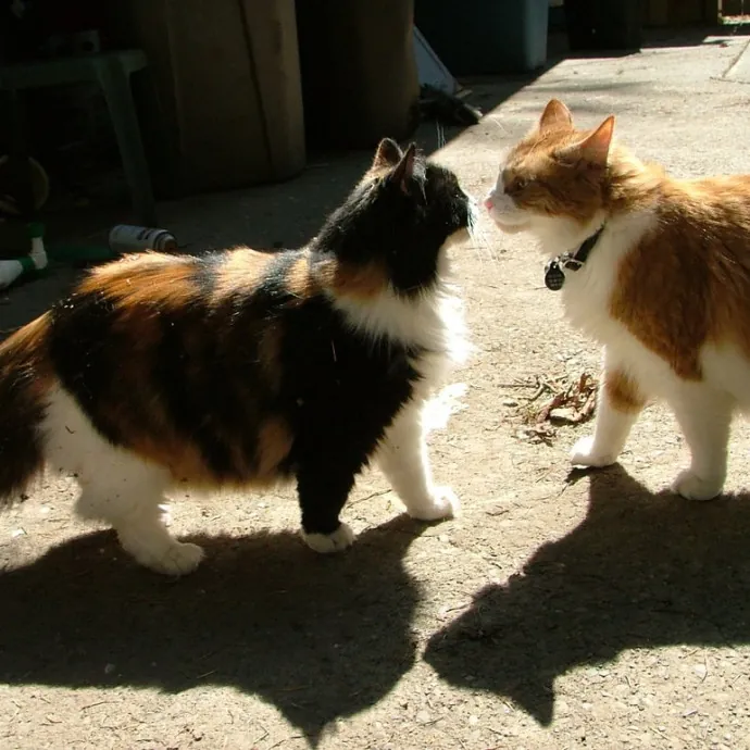 Cat Can Do Olympia - Lacey - Tumwater