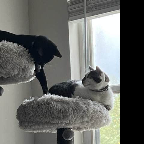 Mary A Purrfect Cat-Nanny