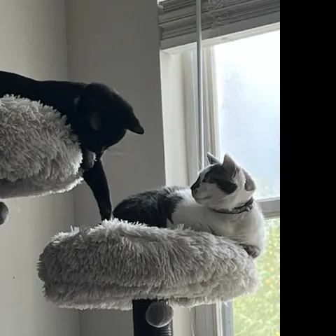 Mary A Purrfect Cat-Nanny