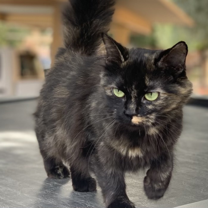 Justyce's Purrrfect Cat Sitting Services