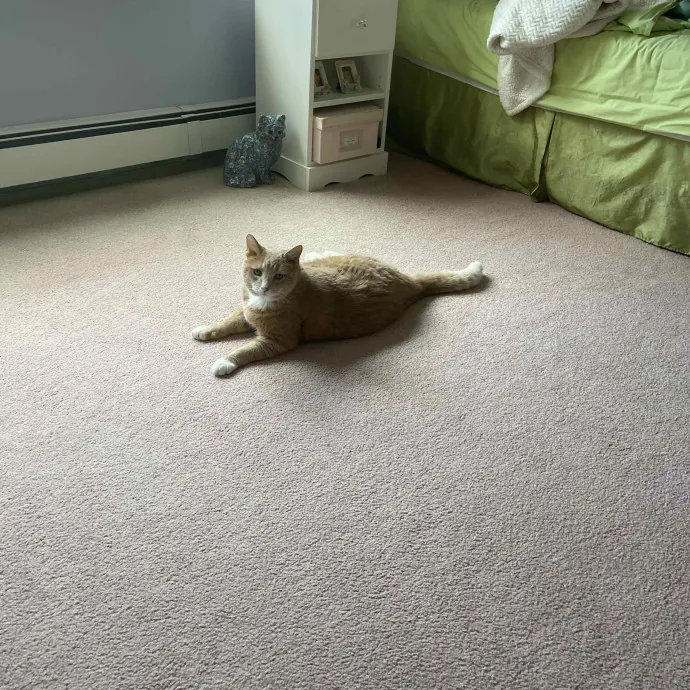 Cassandra's Cat Sitting In Boston photo 2