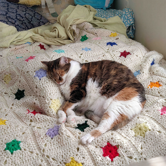 Caroline's Cat Sitting photo 3