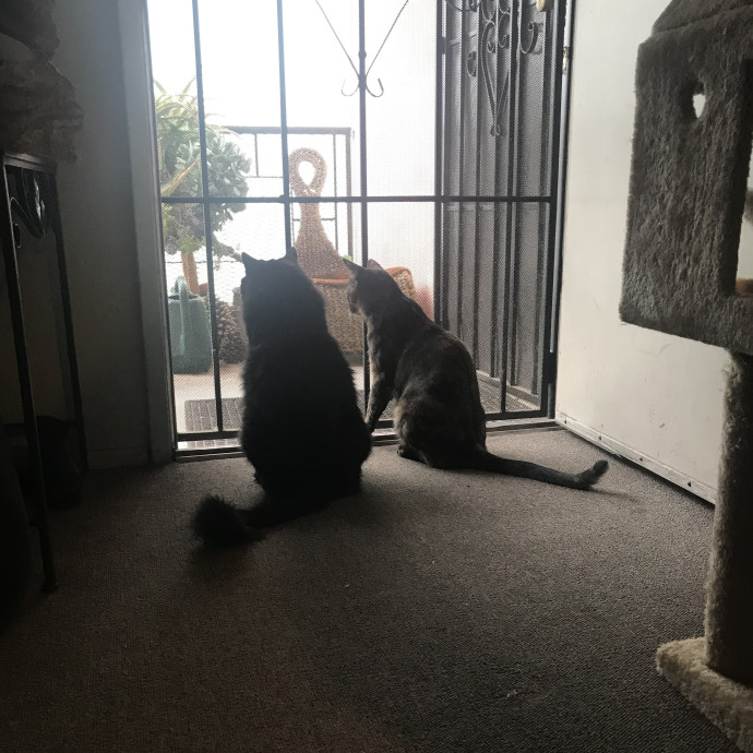 The Nine Lives Nanny photo 2