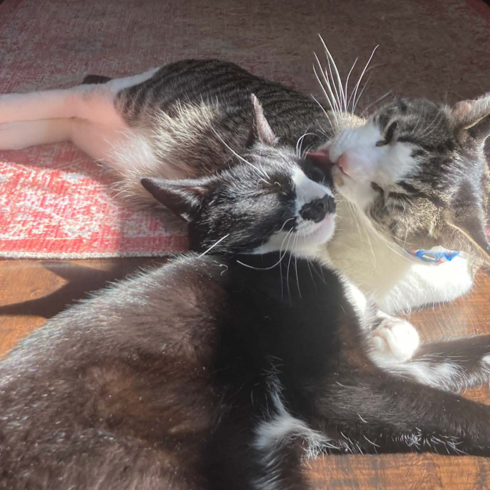 Happy Paws Cat Sitting Nyc