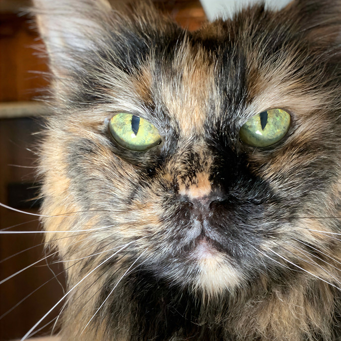 Cat Sitting From Jennifer Near Nashville photo 3