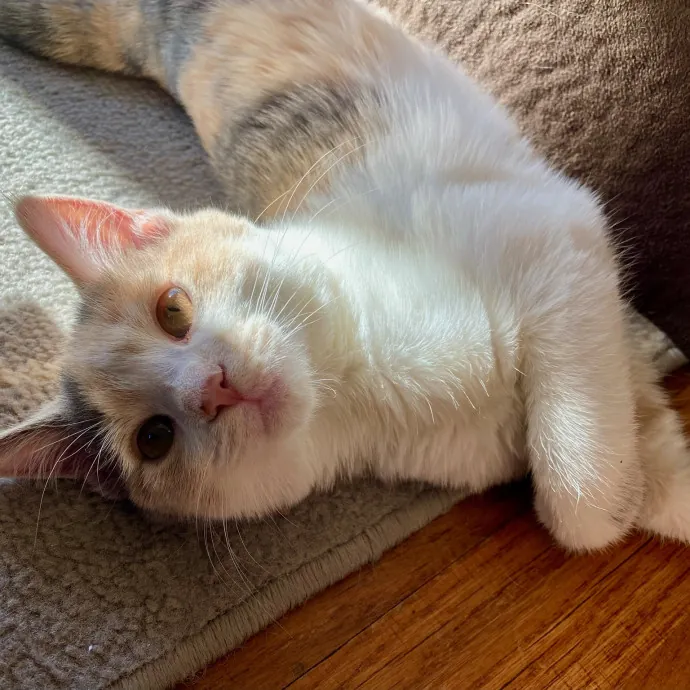 For The Love Of Toe Beans Cat Sitting