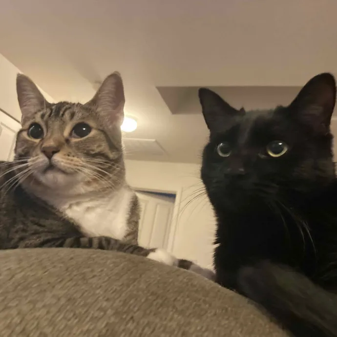 Jennylu Loves Cat Sitting photo 2